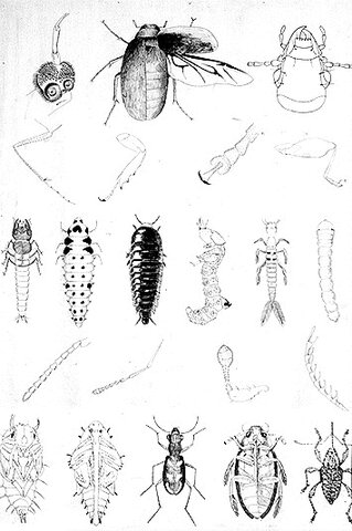 Coleoptera Overview