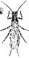 plecoptera