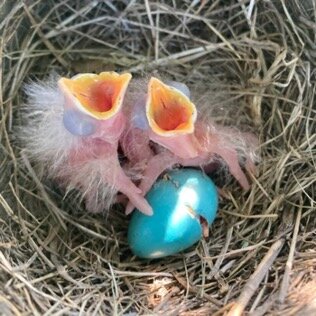 two baby birds in nest with egg