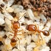 leaf-litter ants