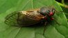 cicada with red eyes on a leaf