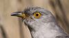 gray bird with yellow eye and big pupil
