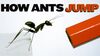 a jumping ant