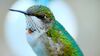 a pretty hummingbird
