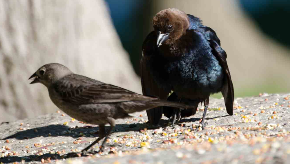 Birds Raised by Other Species Use 'Password' to Recognize Their Own