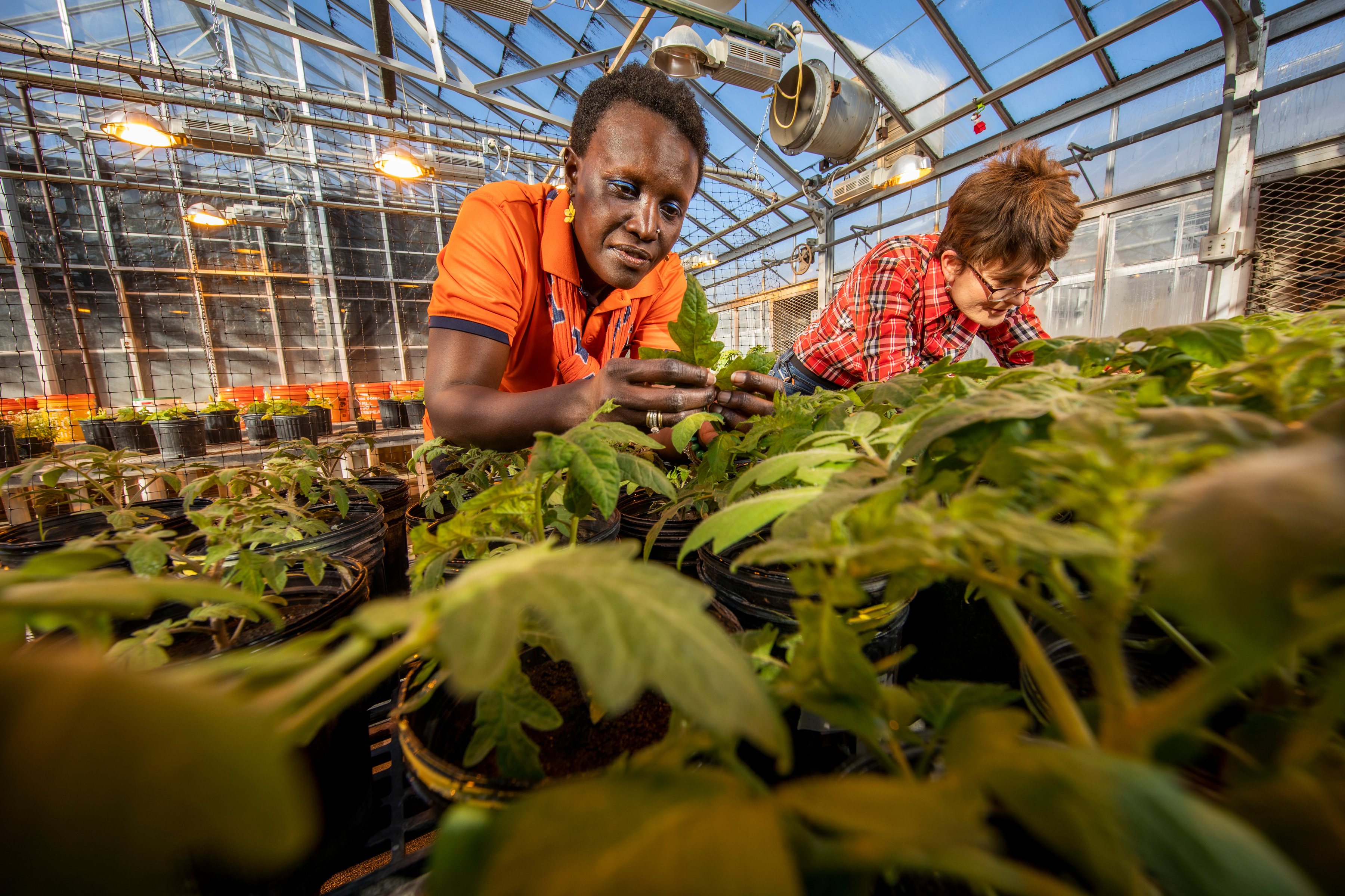 Esther and a student work with tomato plants