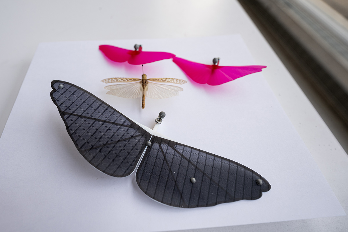 Models of grasshopper wings next to a grasshopper with wings spread