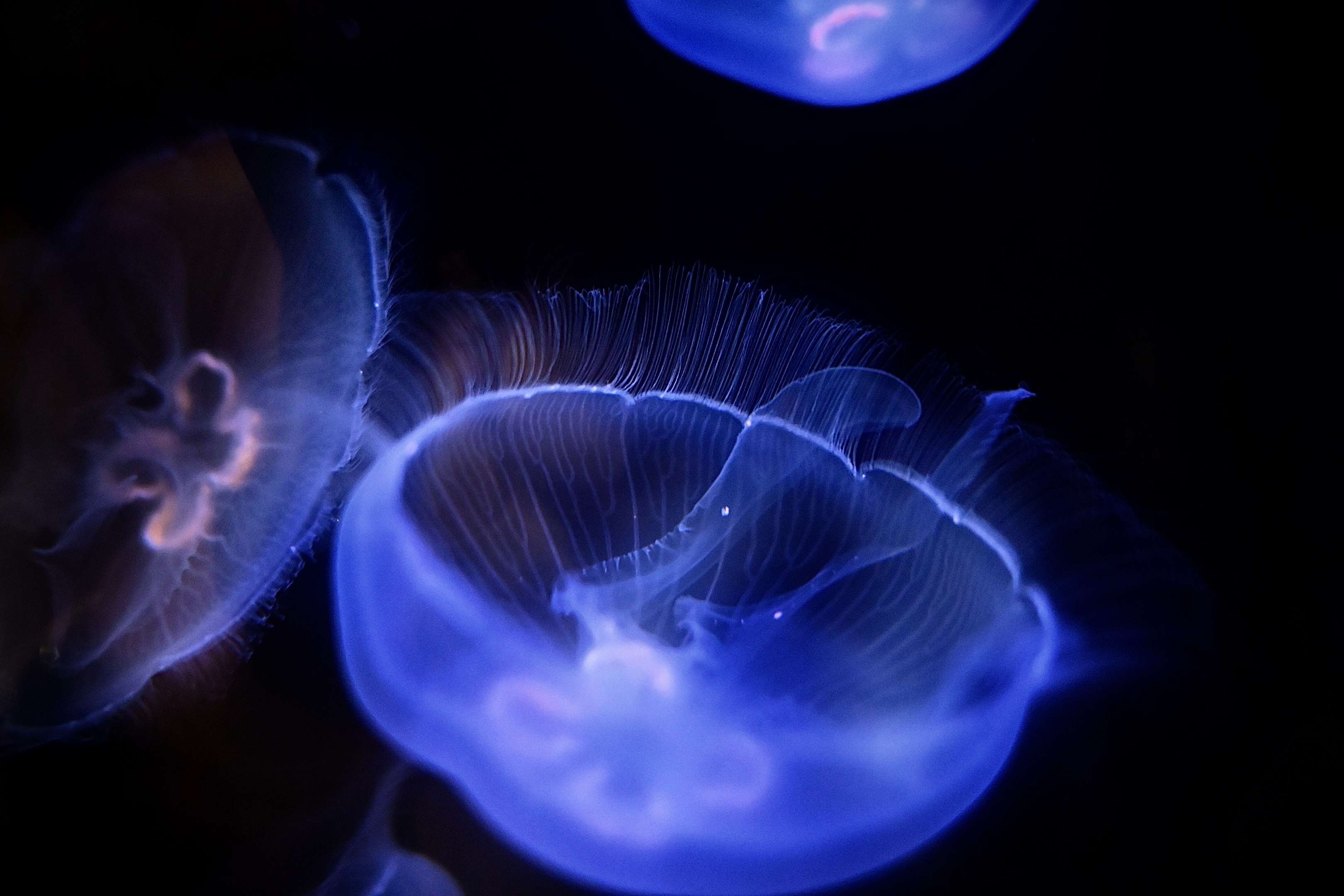 Jellyfish