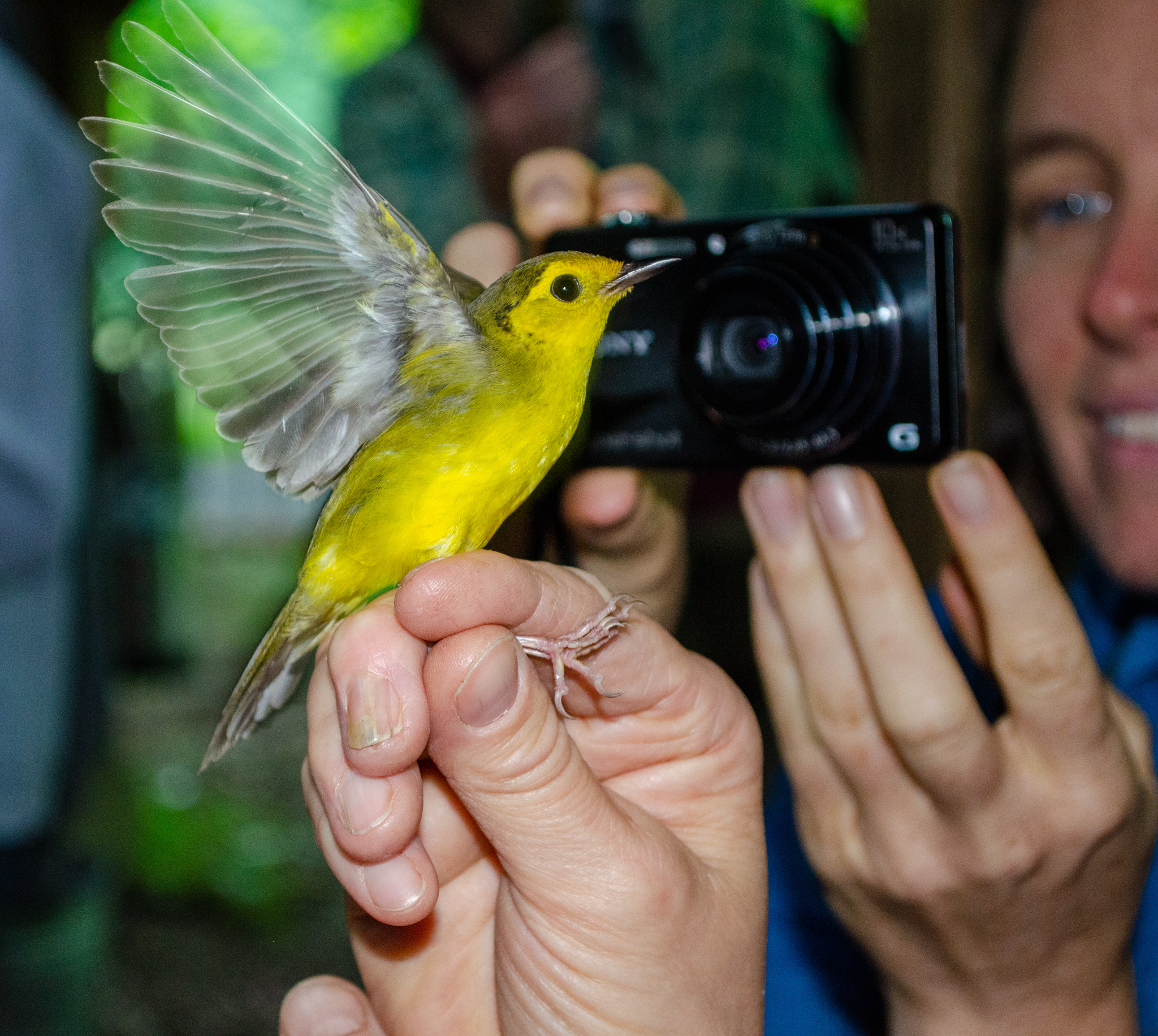 A woman gently holding a yellow bird while taking its photo