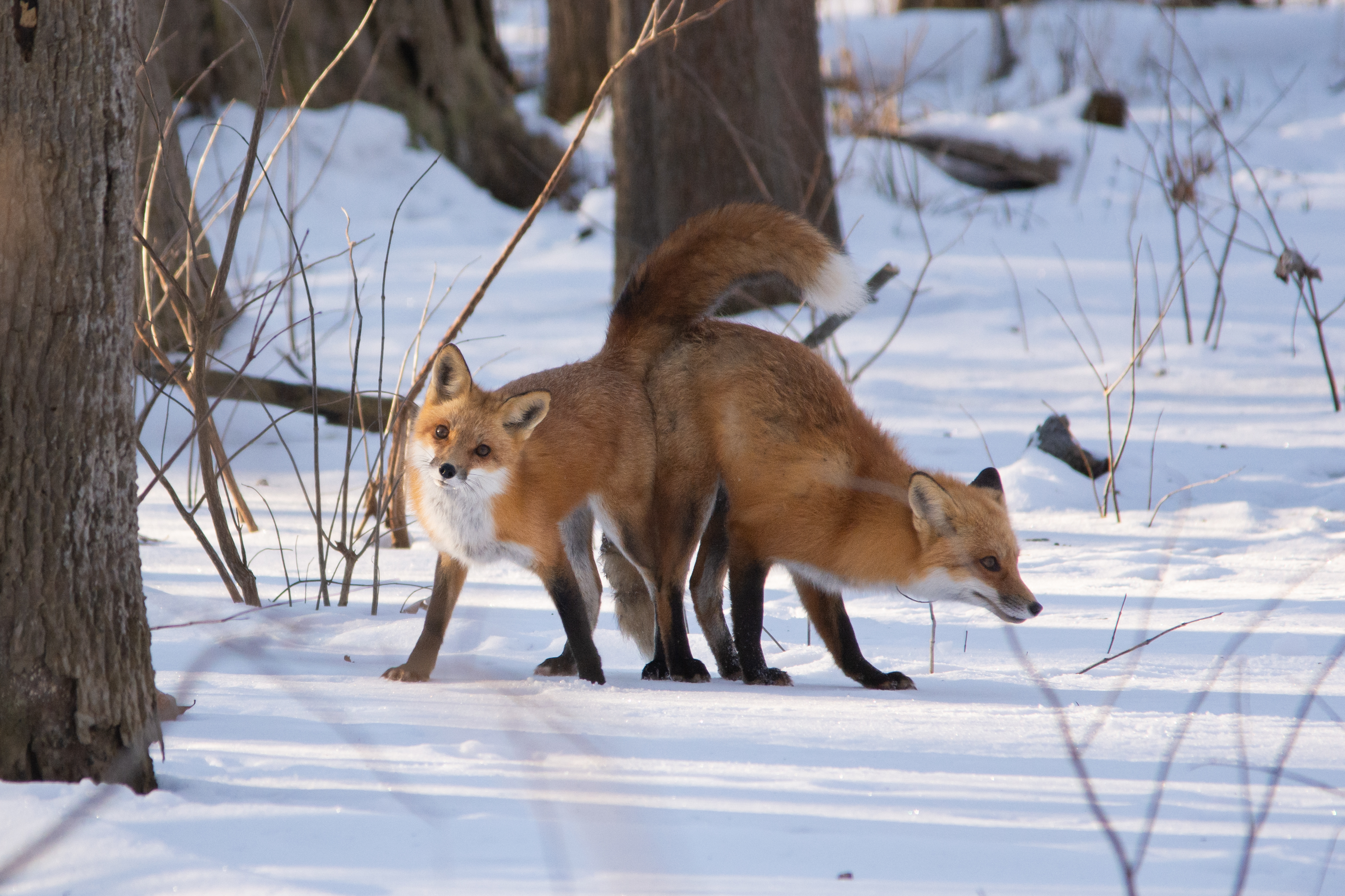 Two foxes rubbing butts in the snow