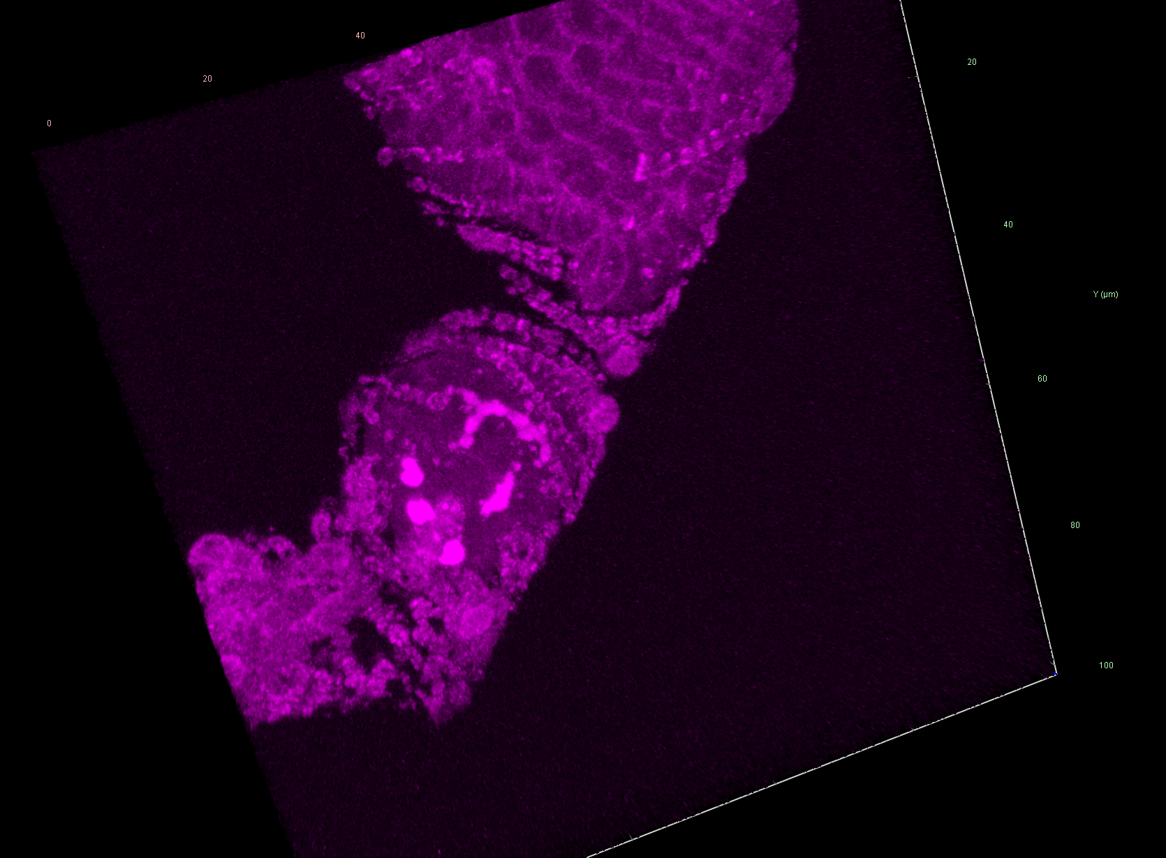 Purple image under a microscope