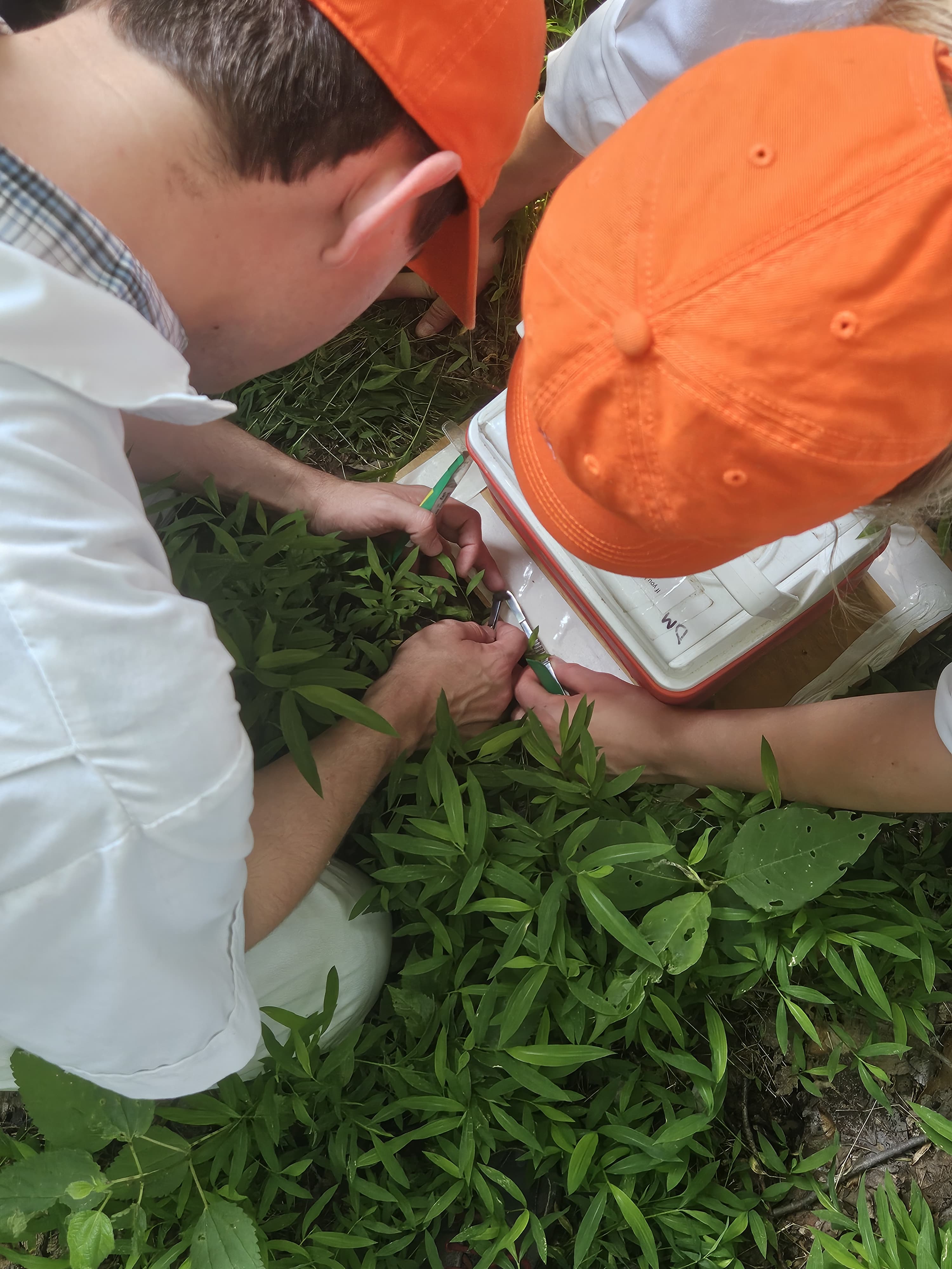 Two people in orange hats taking notes in the grass