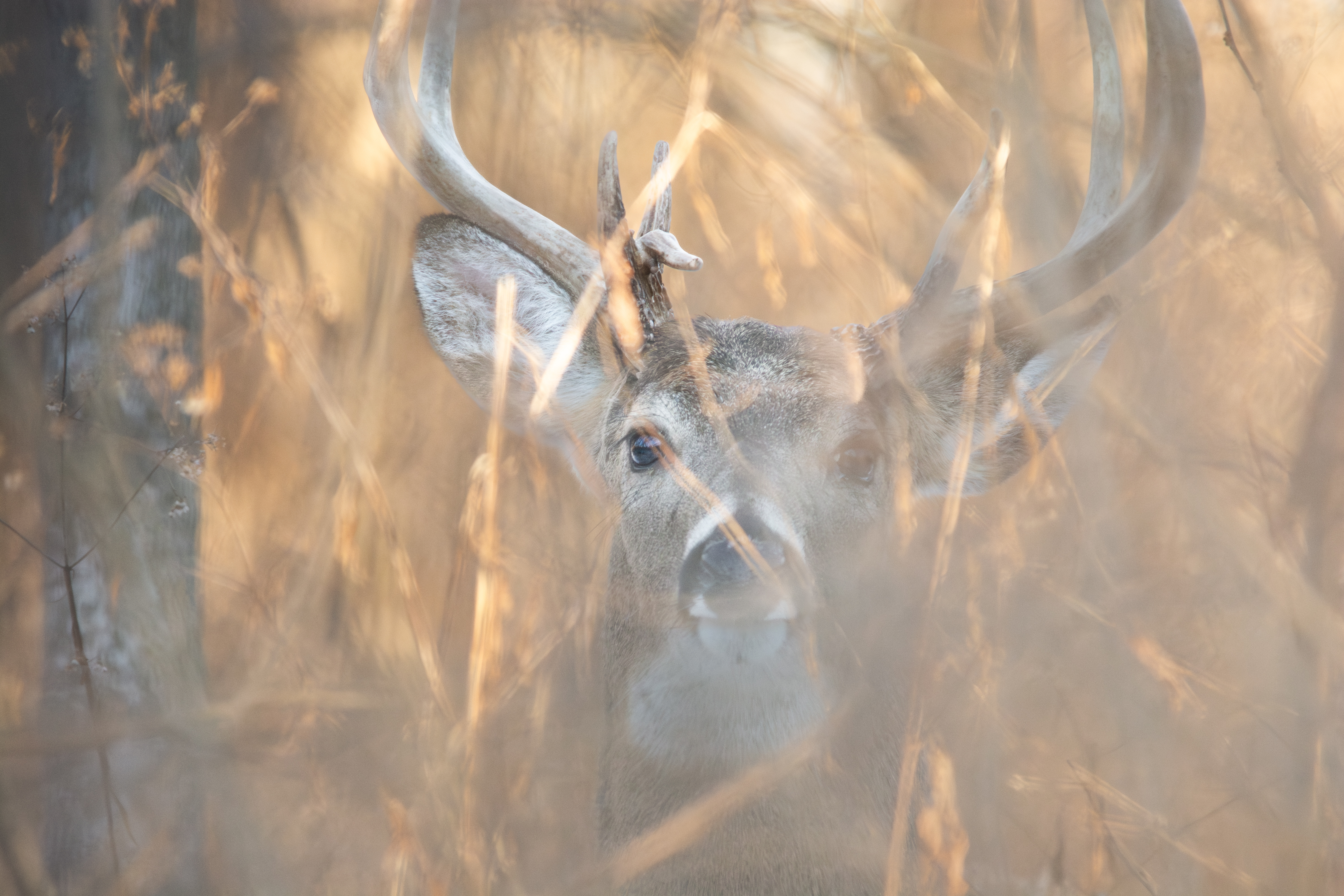 A buck hiding in tall grass