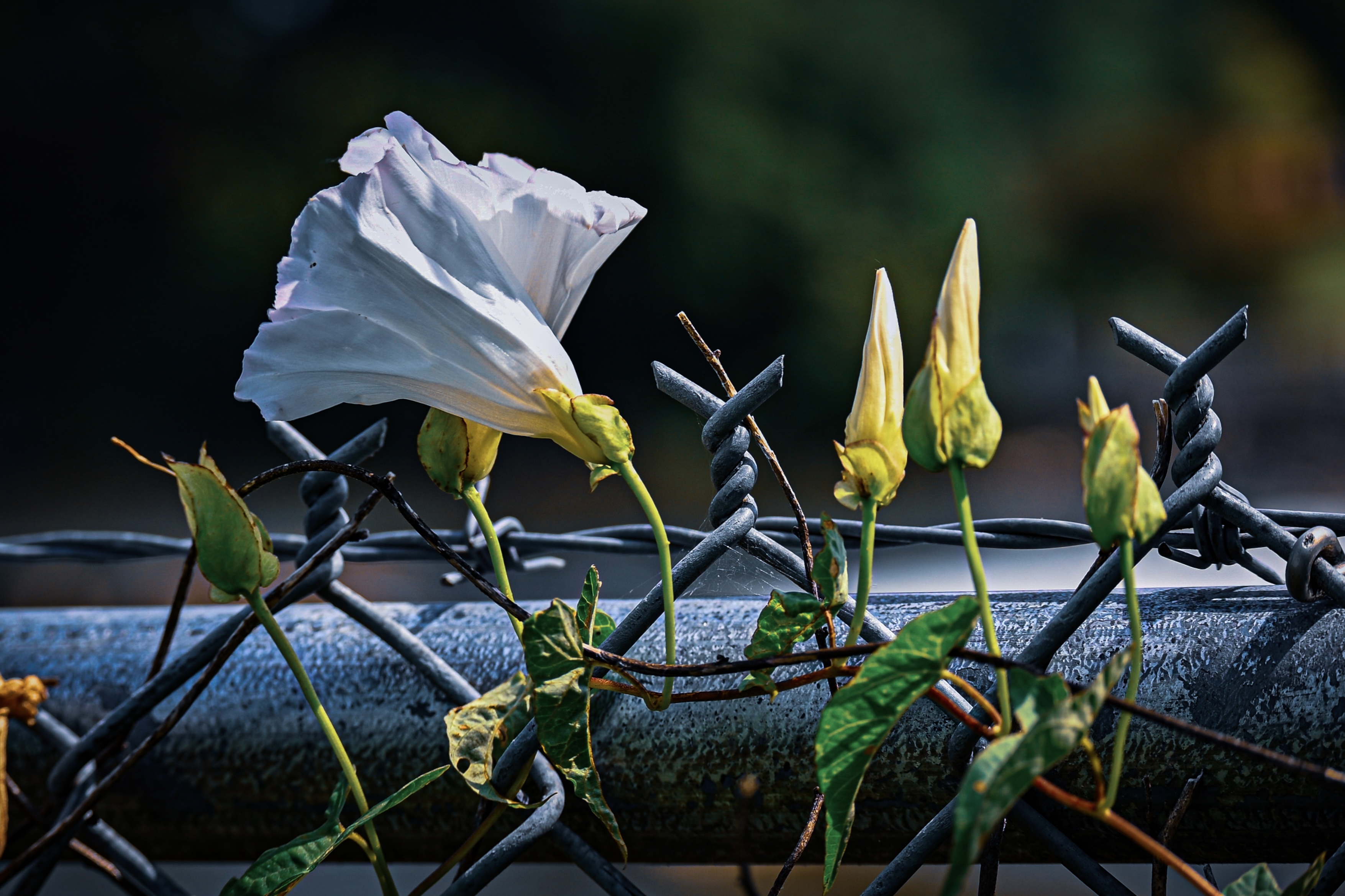 Flowers blooming through the top of a chainlink fence