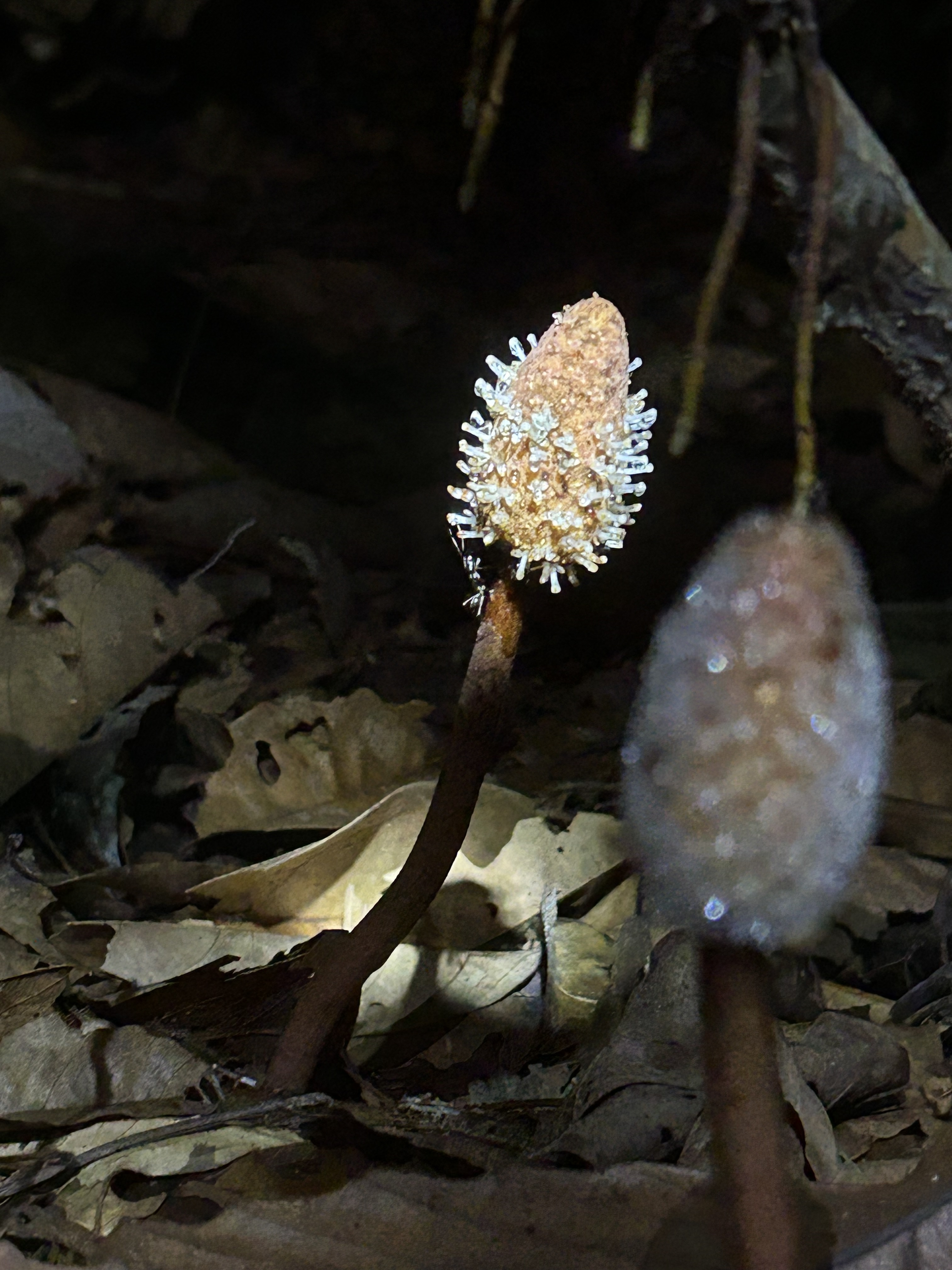 A mushroom getting just a little daylight