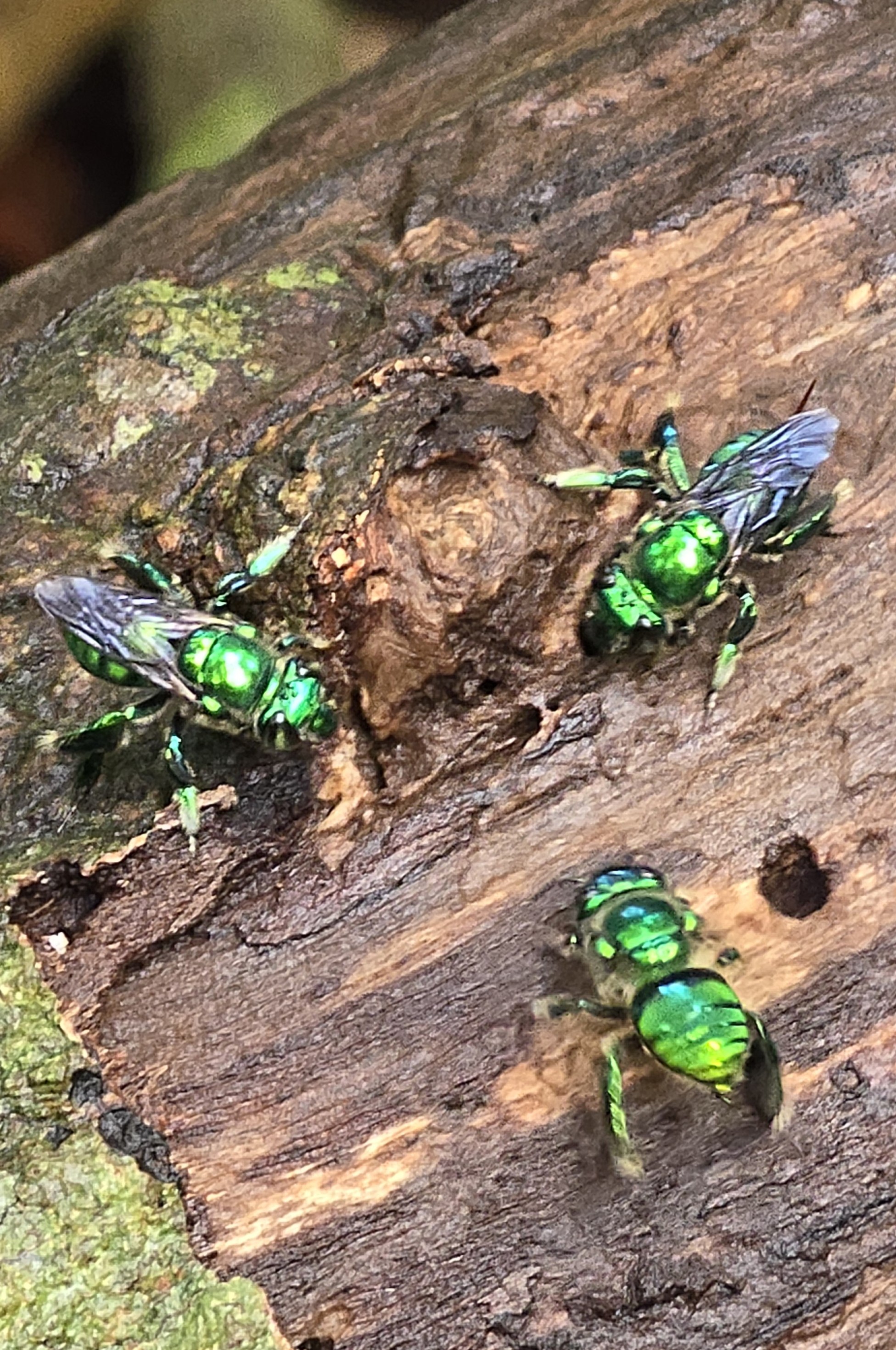 Insects on a log
