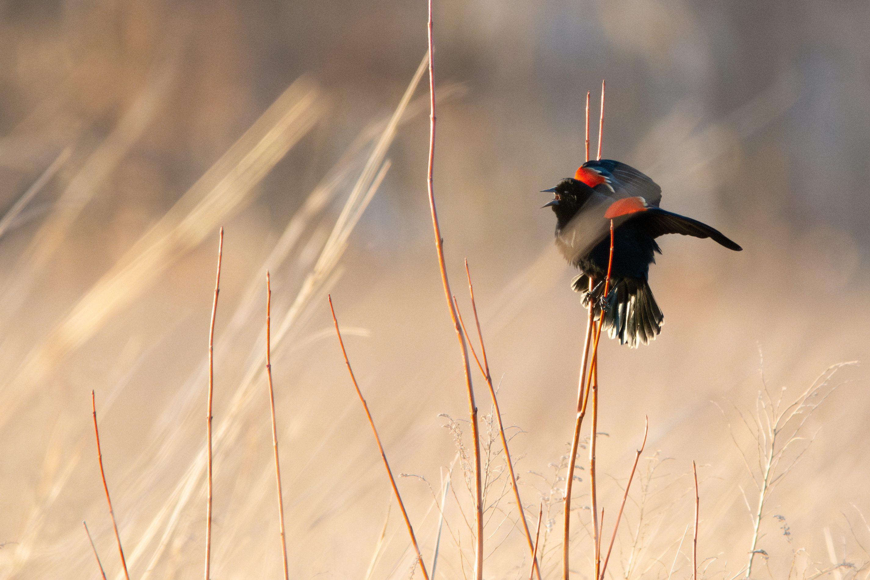 A bird flying from some tall grass