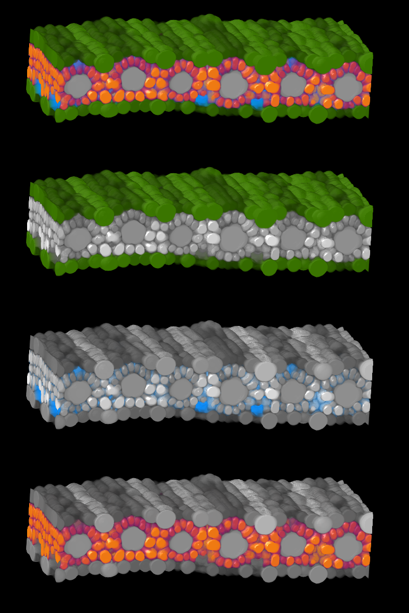 Intricate Sorghum leaf organization revealed through microCT and machine learning