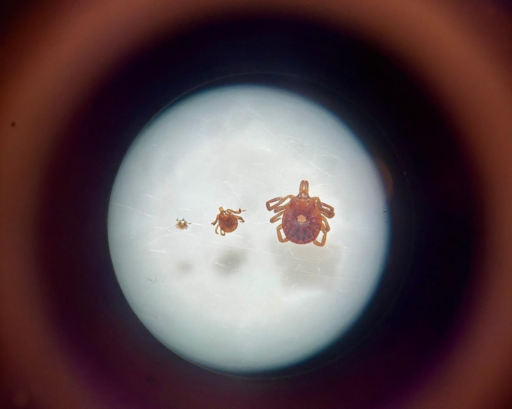 Close up of ticks under a microscope