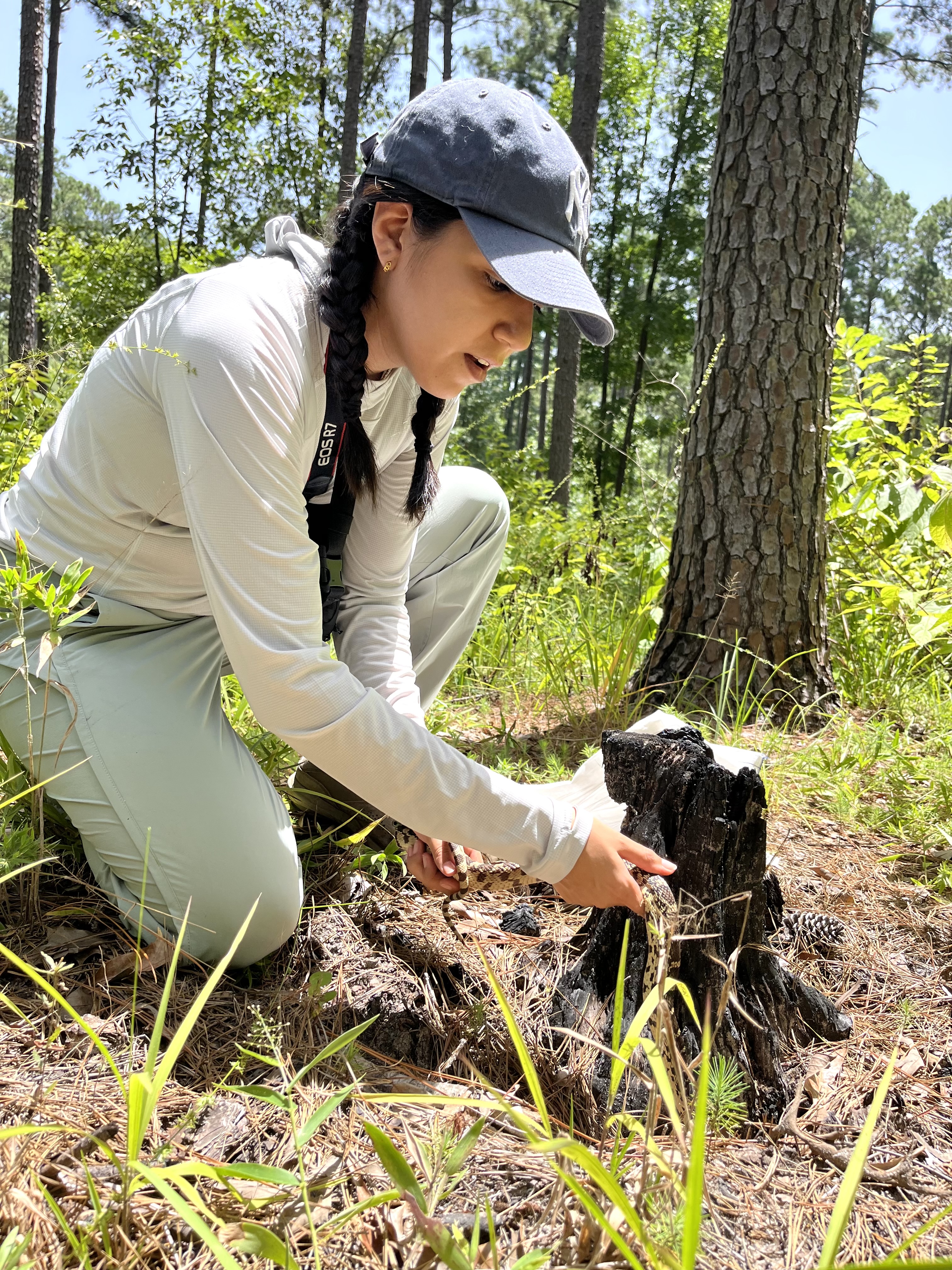 A woman kneeling and handling a snake next to a tree stump in the woods