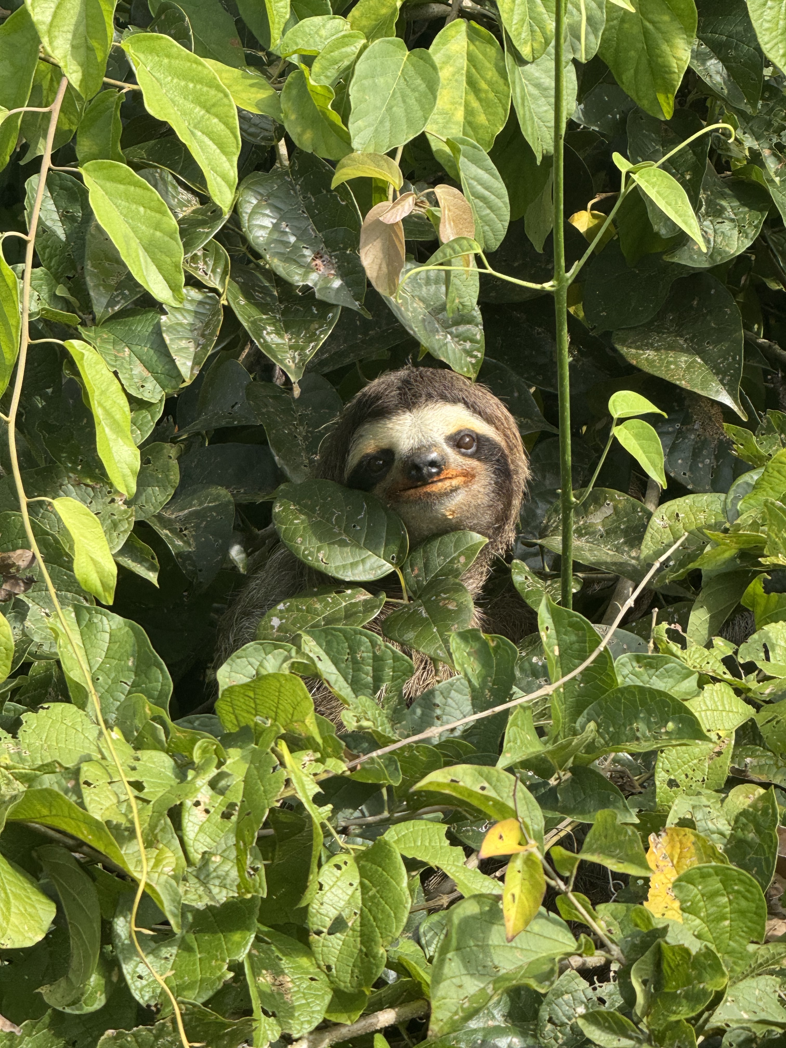A sloth smirking in the leaves
