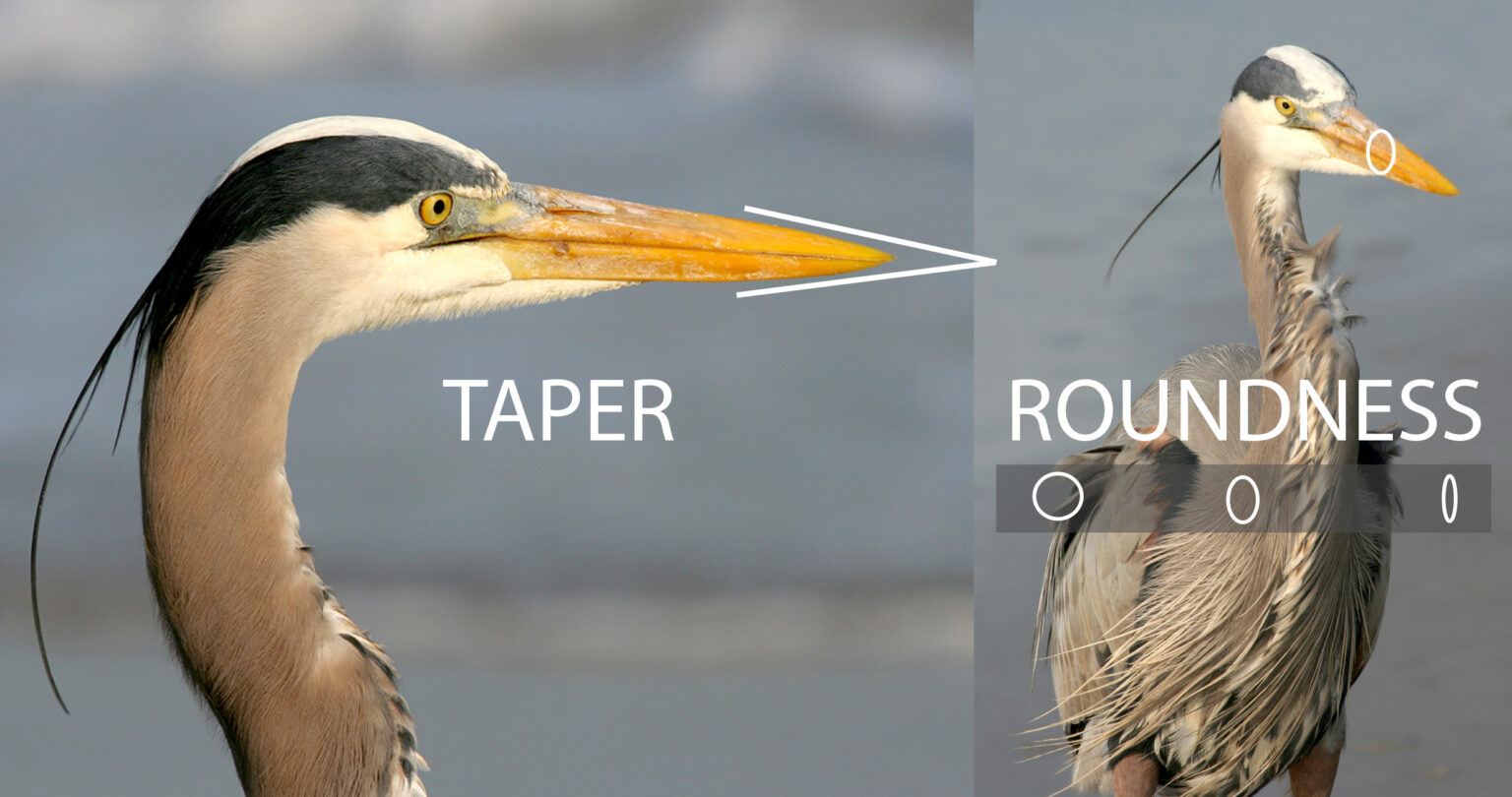 Two photos of the same bird explaining what Taper vs Roundness is