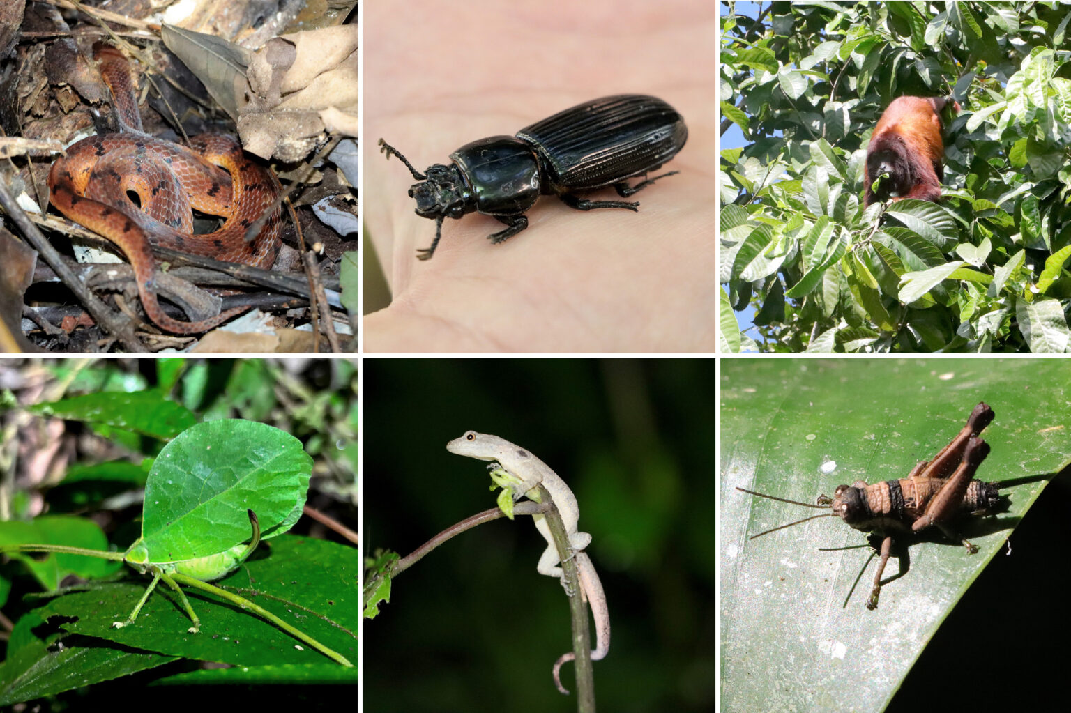 A collage of insects and animals in nature