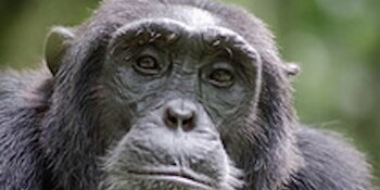 A photo of a chimp