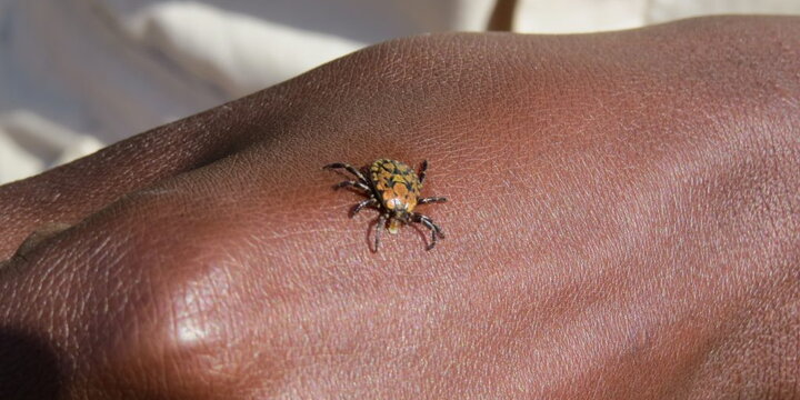 a tick on a hand