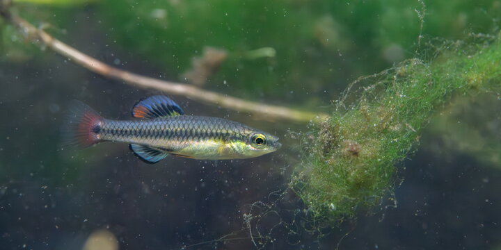 bluefin killifish
