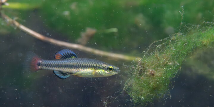 bluefin killifish