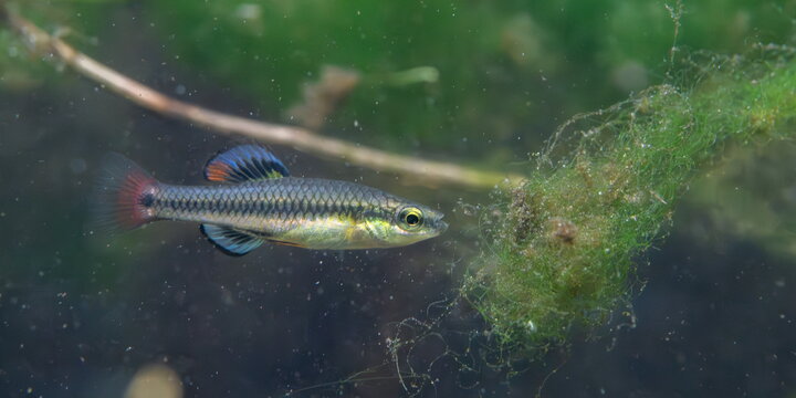 a fish swimming in water