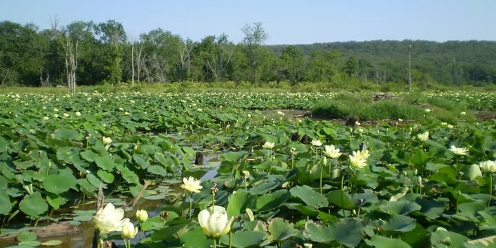 Lily pads on a lake