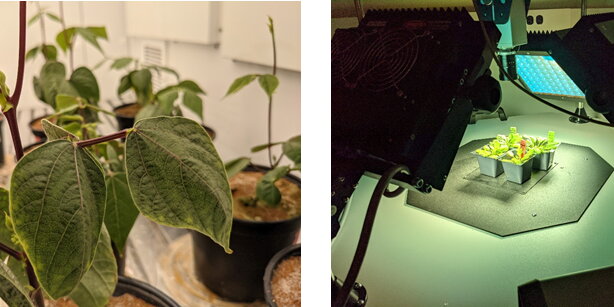 a photo of a plant on one side and a plant being studied on the other side