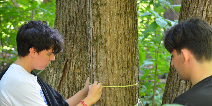 two students measuring the width of a tree trunk