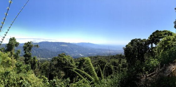 A forest looking out towards a mountain