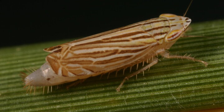 a photo of a leafhopper