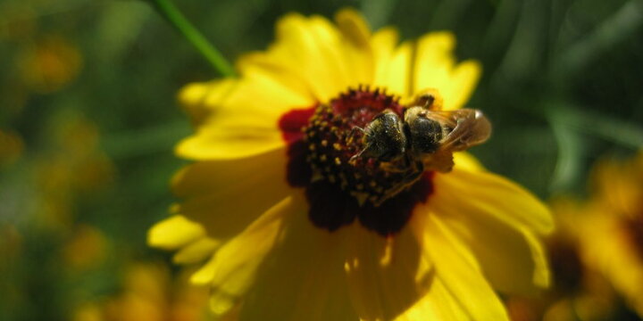 a bee on a flower
