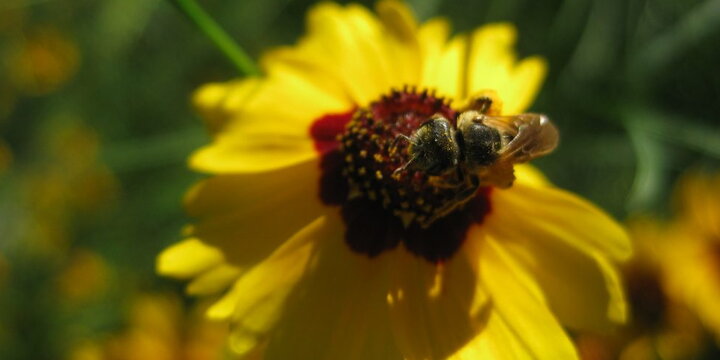a bee on a flower