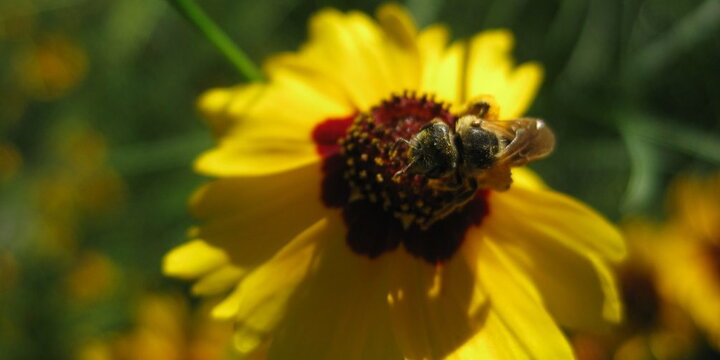 a bee on a flower