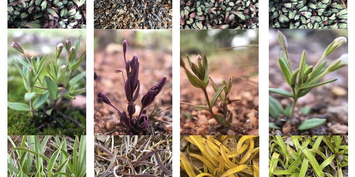 diagram of plants