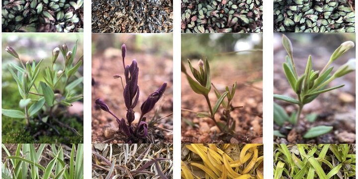 plants in a graph