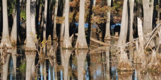 Trees partially underwater in wetlands