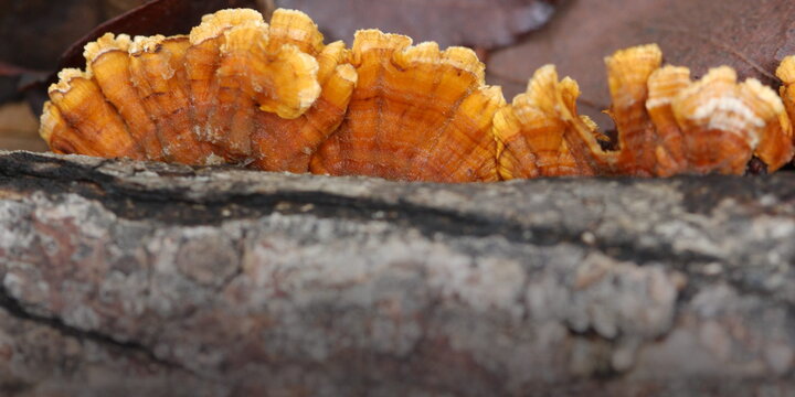 Mushrooms