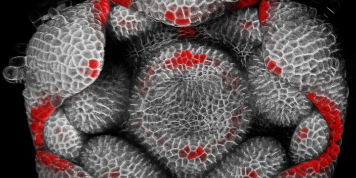 Top view of an inflorescence meristem of Mimulus parishii