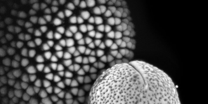 close up of plant cells