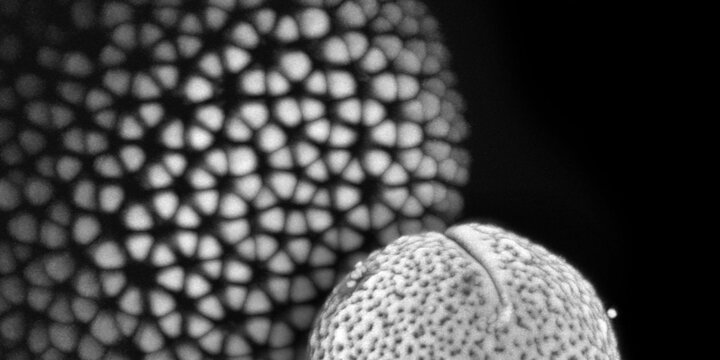 close up of plant cells