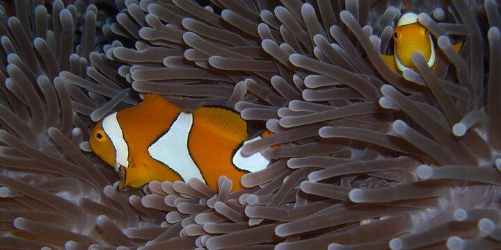 Clownfish in a plant