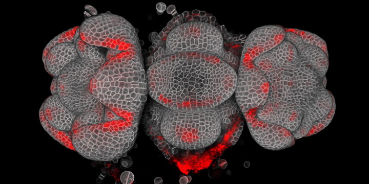 Top view of an inflorescence meristem of Mimulus parishii