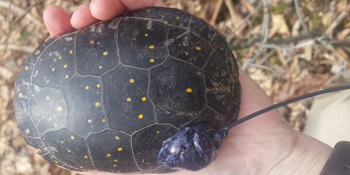 a turtle being held in a hand